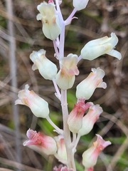 Lachenalia judithiae