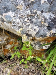 Melasphaerula graminea