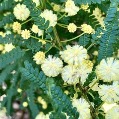 Acacia pentadenia