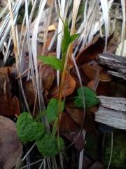 Pterostylis trullifolia
