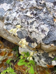 Melasphaerula graminea