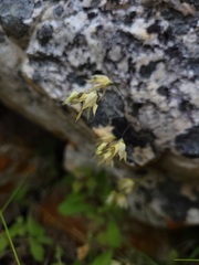 Melasphaerula graminea