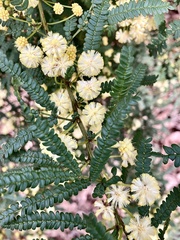 Acacia pentadenia