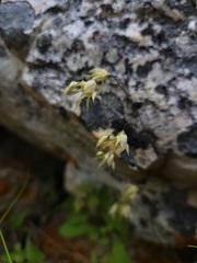 Melasphaerula graminea