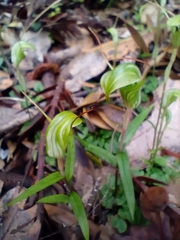 Pterostylis trullifolia