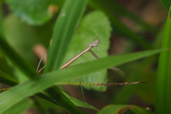 Tenodera aridifolia