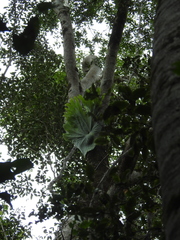 Platycerium superbum