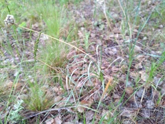 Allium strictum