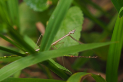 Tenodera aridifolia