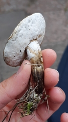 Hypomyces microspermus