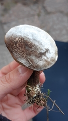 Hypomyces microspermus