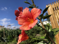 Hibiscus boryanus