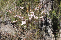 Boronia floribunda