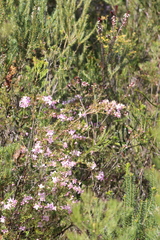 Boronia floribunda