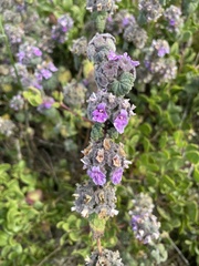 Pseudodictamnus africanus