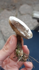 Hypomyces microspermus