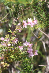 Boronia floribunda