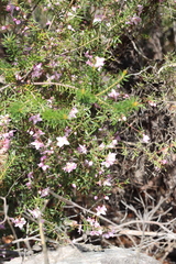 Boronia floribunda