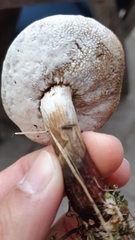 Hypomyces microspermus