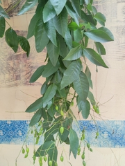 Styphnolobium japonicum