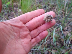Allium strictum