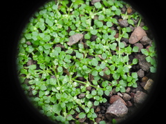 Callitriche muelleri