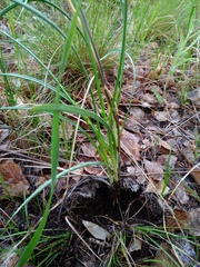 Allium strictum