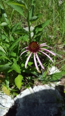 Echinacea simulata