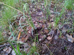 Allium strictum