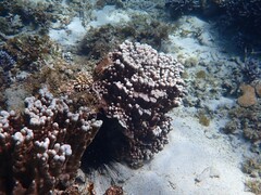 Porites