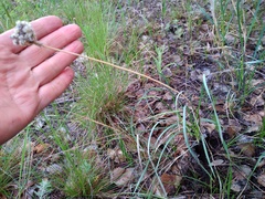 Allium strictum