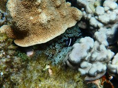 Entacmaea quadricolor