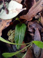 Cyrtostylis oblonga