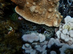 Entacmaea quadricolor