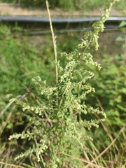 Artemisia scoparia
