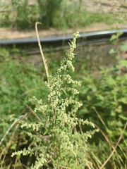 Artemisia scoparia
