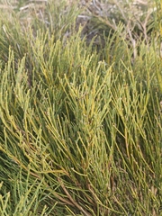 Cytisus oromediterraneus