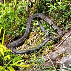 Morelia spilota