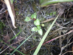Gratiola sexdentata