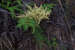 Rhus chinensis