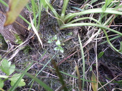 Gratiola sexdentata