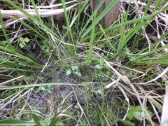 Gratiola sexdentata