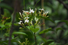 Jasminum lanceolarium