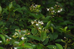Jasminum lanceolarium