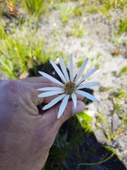 Gerbera tomentosa
