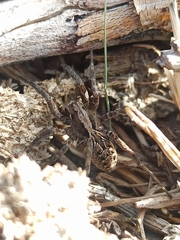 Lycosa hispanica