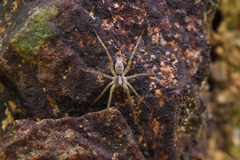 Pardosa laura