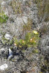 Leucadendron xanthoconus