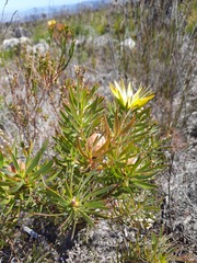 Leucadendron xanthoconus