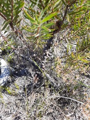 Leucadendron xanthoconus